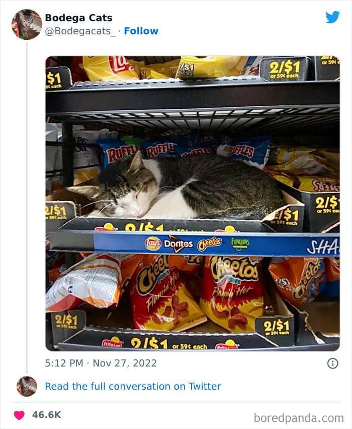 Twitter.com/bodegacats_