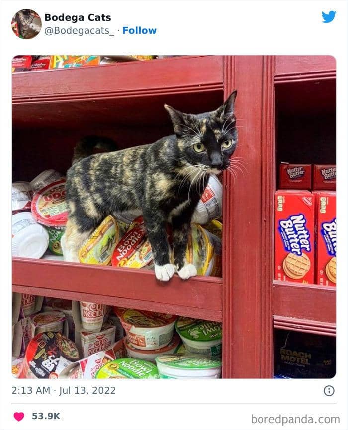 Twitter.com/bodegacats_