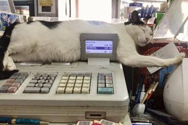 Twitter.com/bodegacats_