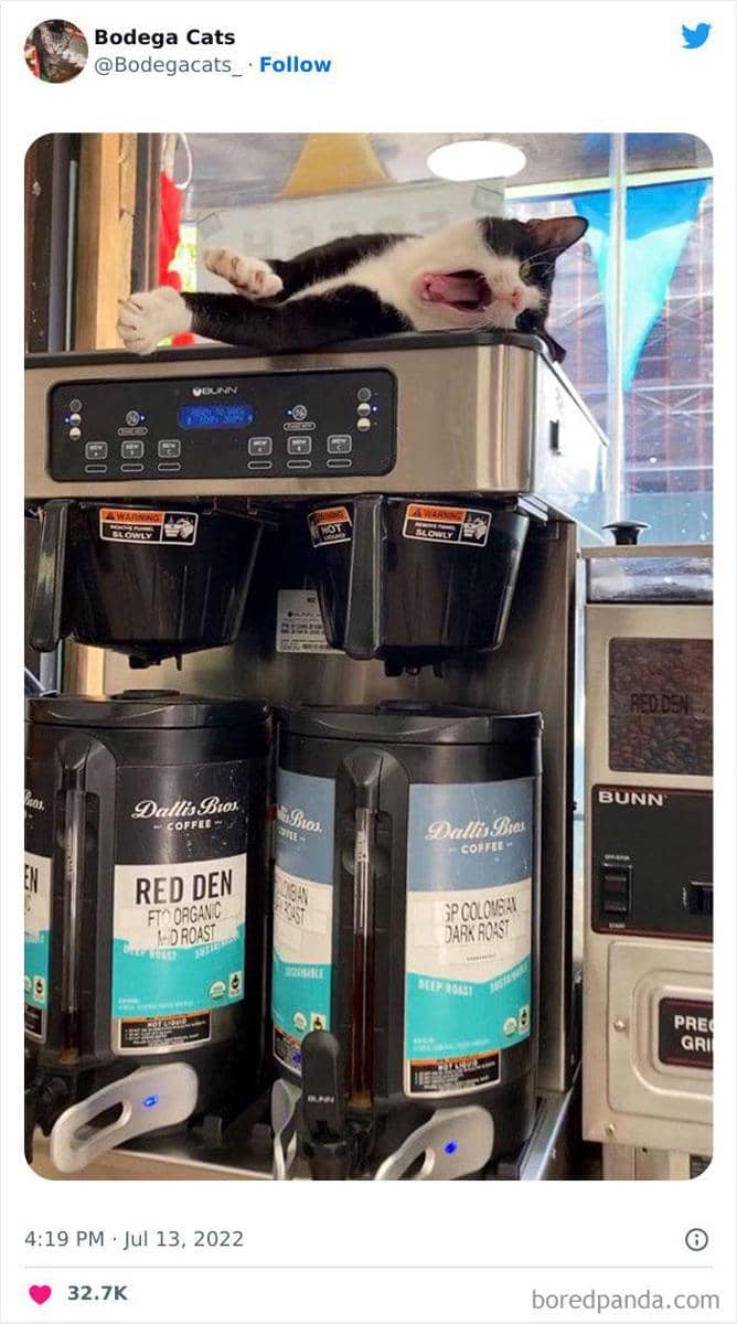 Twitter.com/bodegacats_