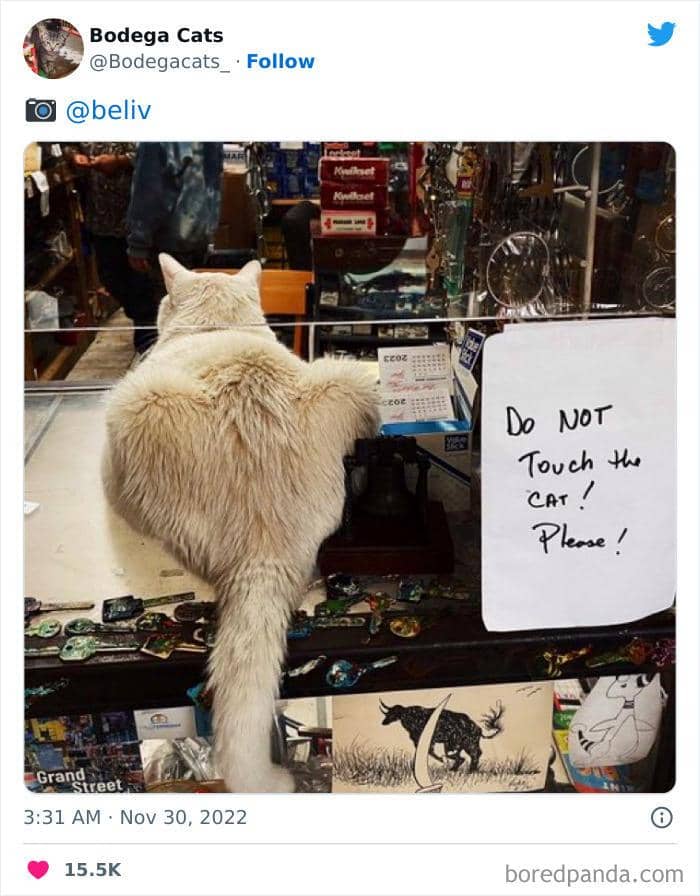 Twitter.com/bodegacats_