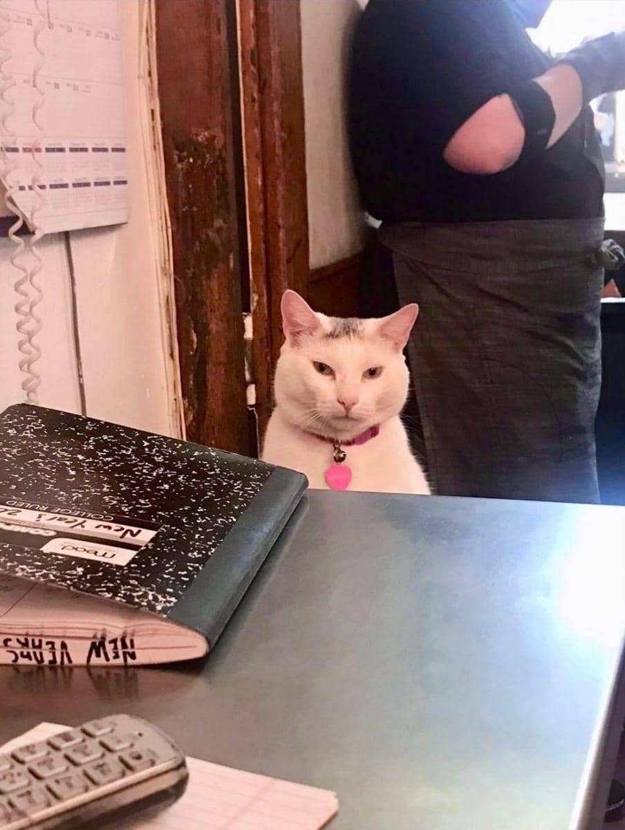 Twitter.com/bodegacats_