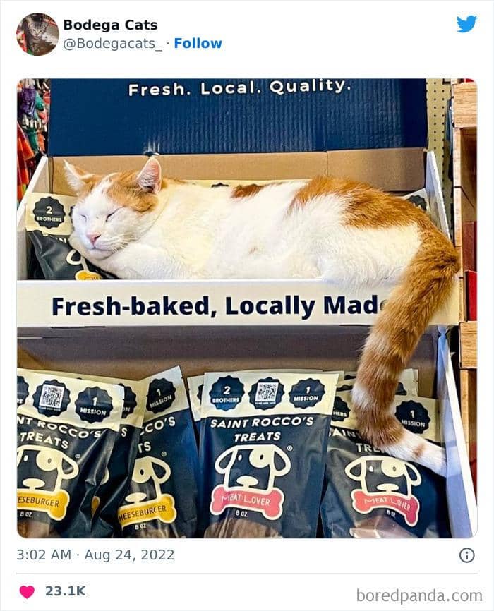 Twitter.com/bodegacats_