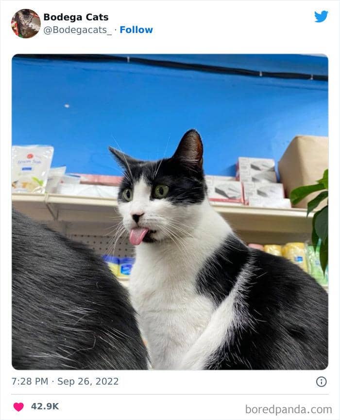 Twitter.com/bodegacats_