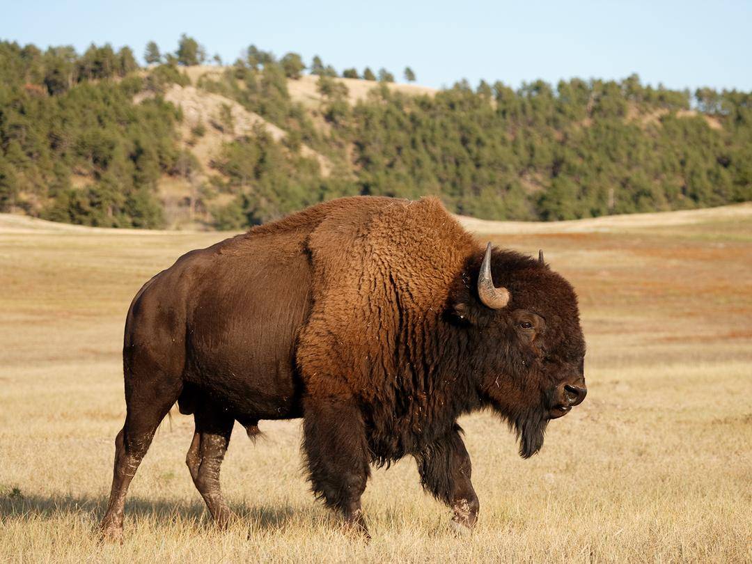 Texas College of Veterinarian