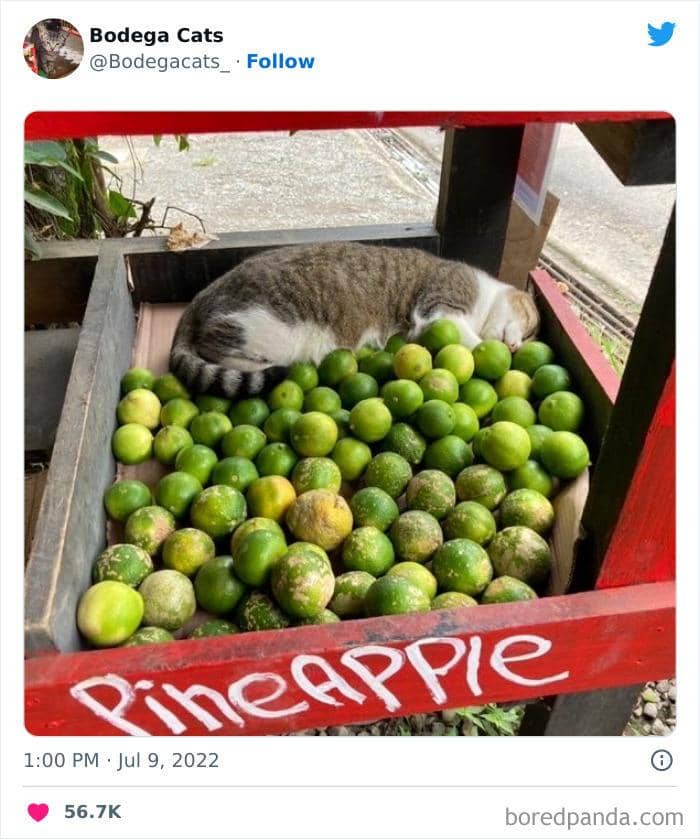 Twitter.com/bodegacats_