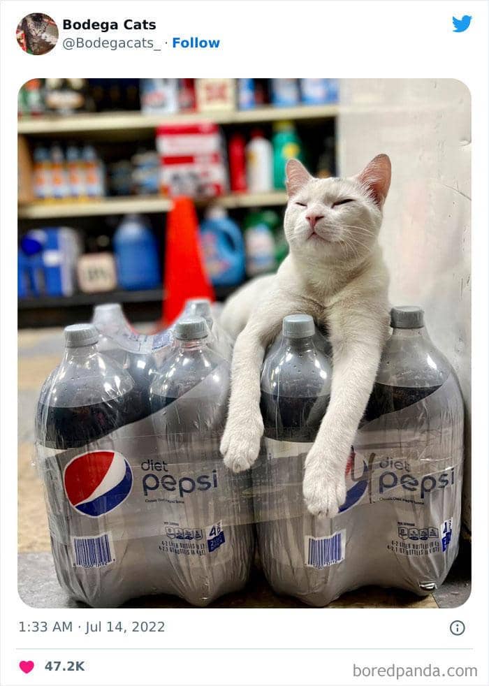 Twitter.com/bodegacats_