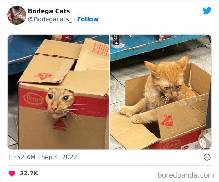 Twitter.com/bodegacats_