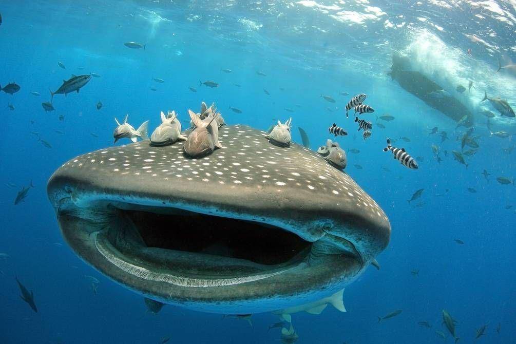National Geographic