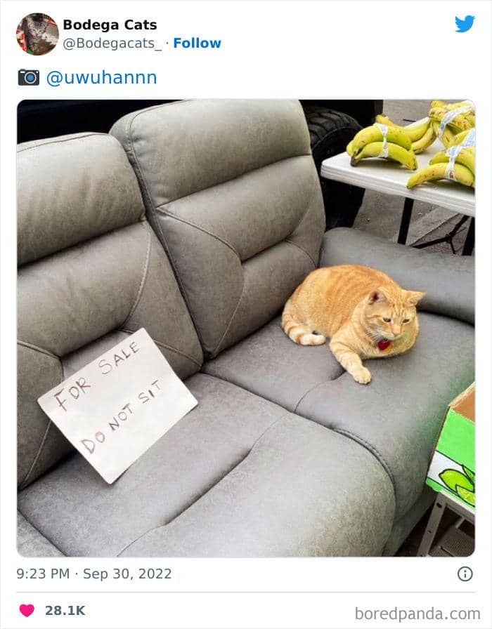 Twitter.com/bodegacats_