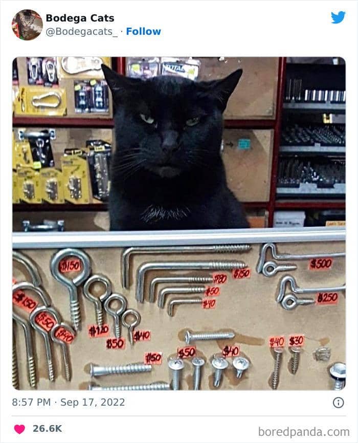 Twitter.com/bodegacats_