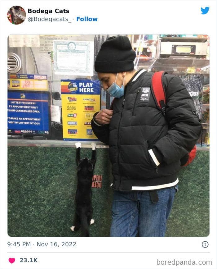 Twitter.com/bodegacats_