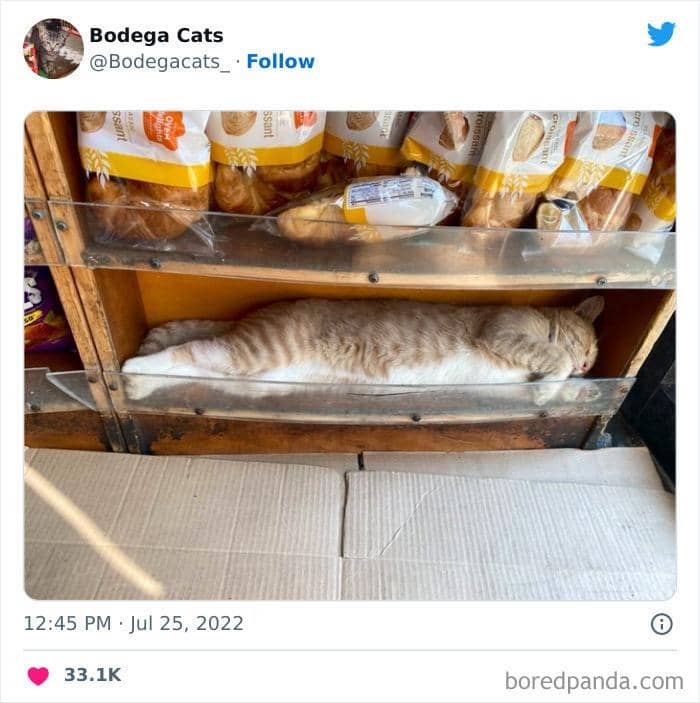 Twitter.com/bodegacats_