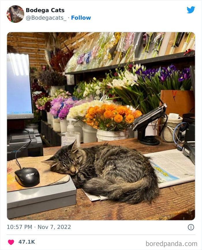 Twitter.com/bodegacats_