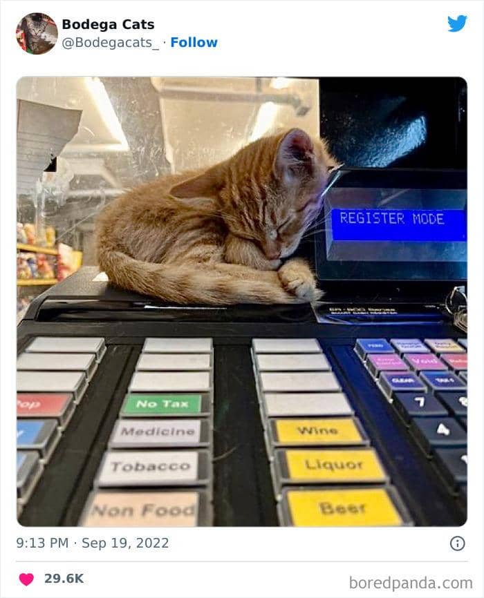 Twitter.com/bodegacats_