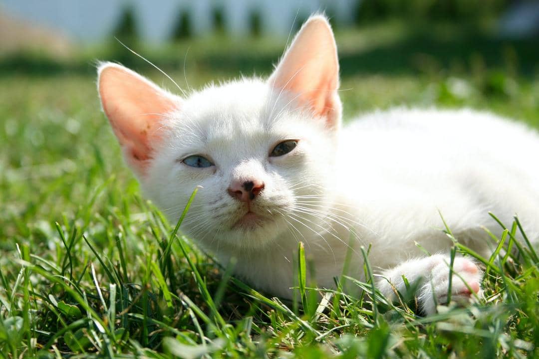 Pexels.com/Zuzka Polony