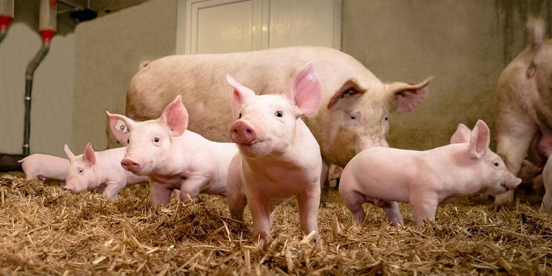 imv-technologies.com