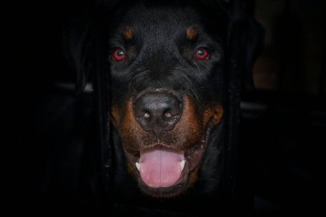 Unsplash.com/Ramith Basuka