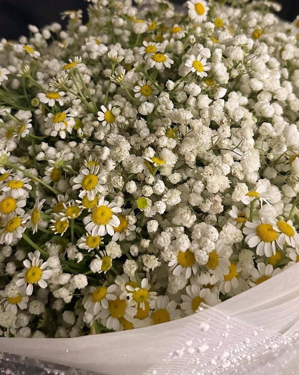 Instagram.com/baifernbah