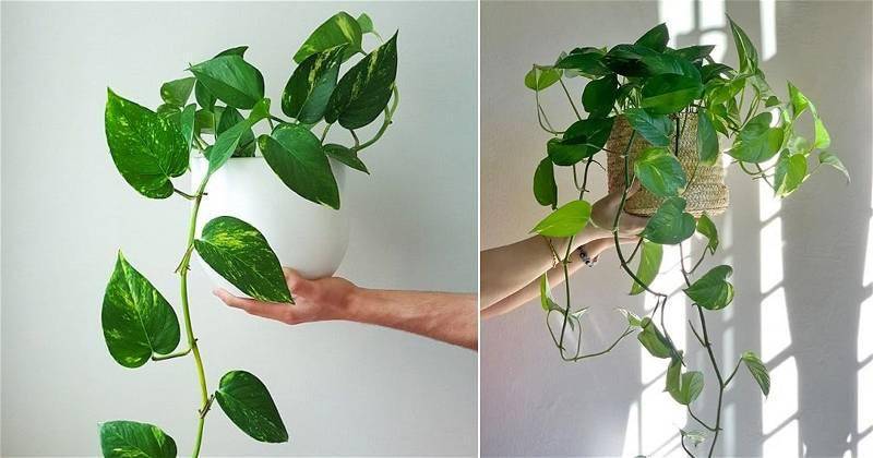 Balcony Garden Web