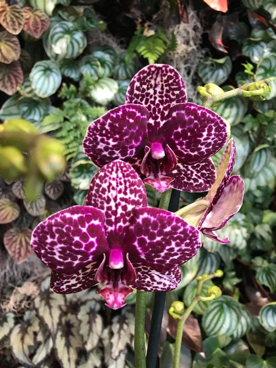 Twitter.com/OrchidCare