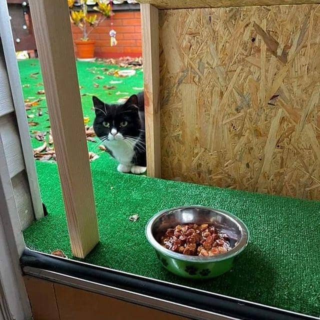 Instagram.com/kotgacekdaily