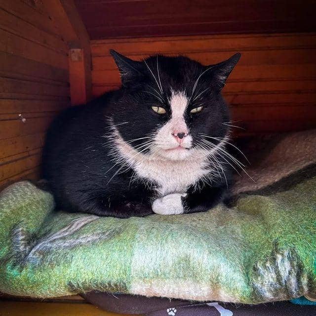 Instagram.com/Kotgacekdaily