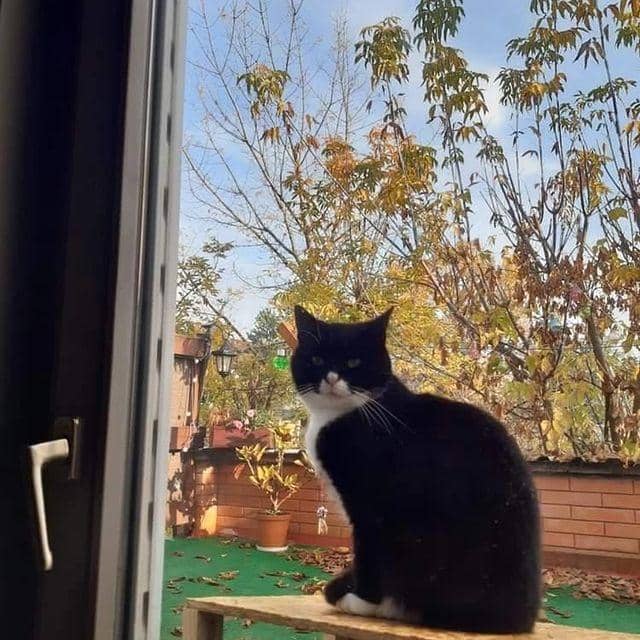 Instagram.com/kotgacekdaily