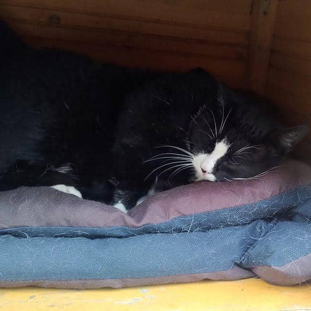 Instagram.com/kotgacekeveryday