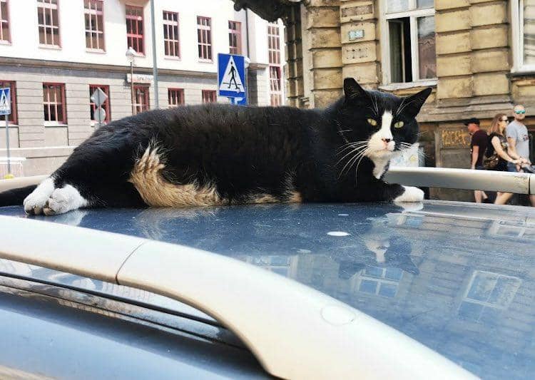 Instagram.com/kotgacekdaily