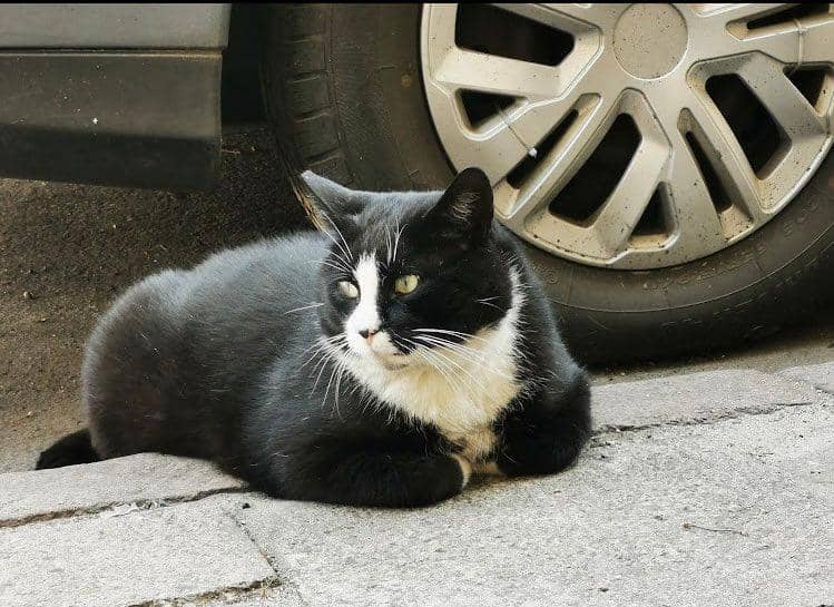 Instagram.com/kotgacekdaily