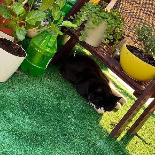 Instagram.com/kotgacekdaily