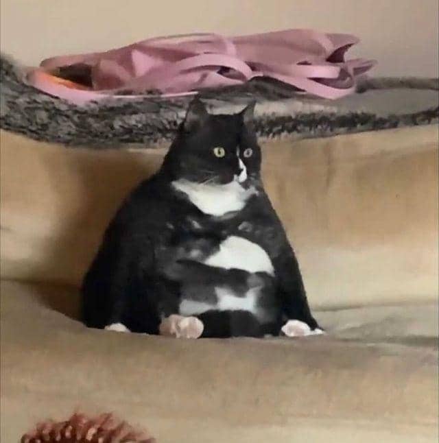 Instagram.com/kotgacekdaily