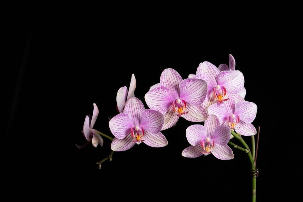 Unsplash.com/White Rainforest