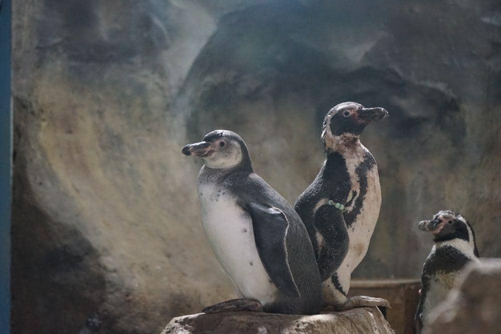 Penguin Humboldt lahir di Ocean Dream Samudra Ancol (Dok. Ancol)
