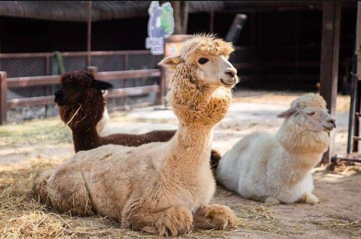 Instagram.com / alpacahill