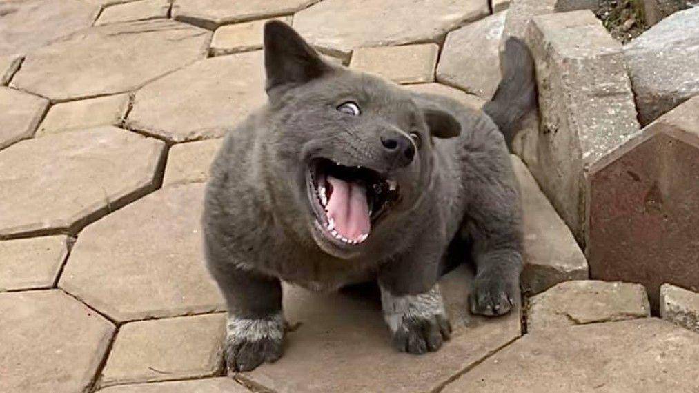 animalcorner.org