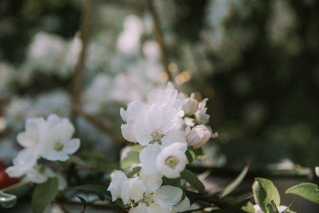 Ilustrasi White Flowers 