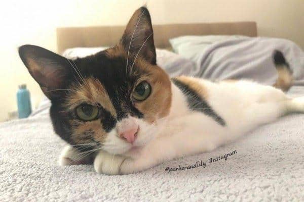 Instagram.com/parkerandlily