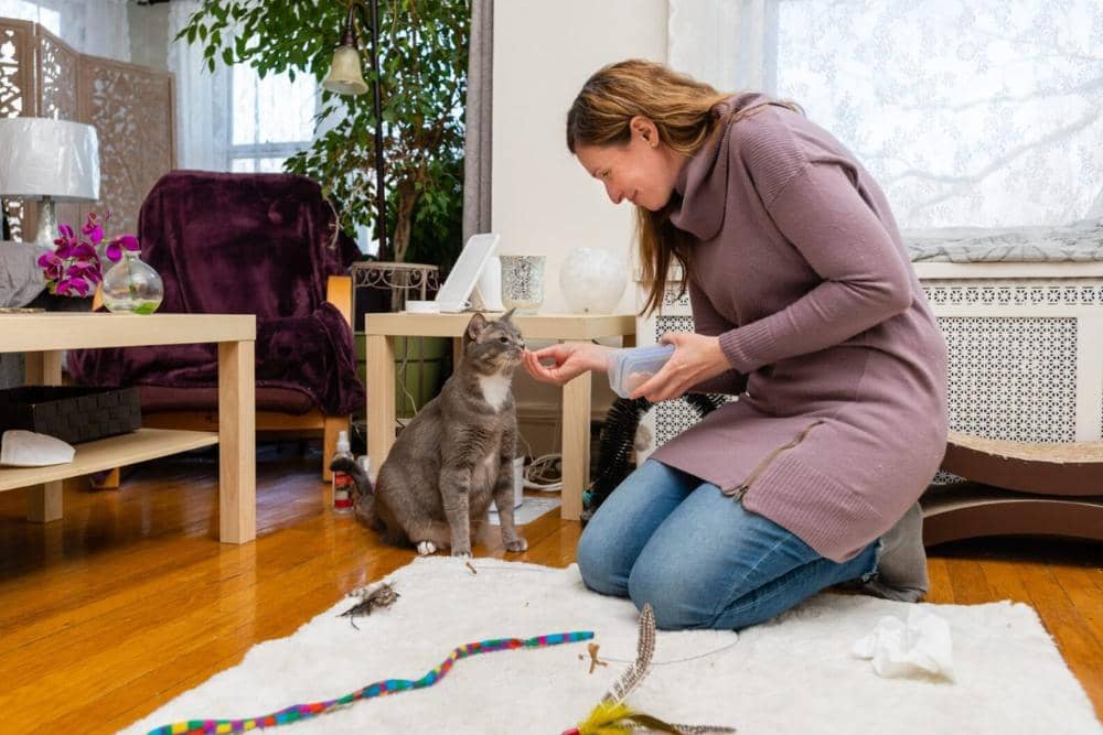 purrfectpawznpalz.com