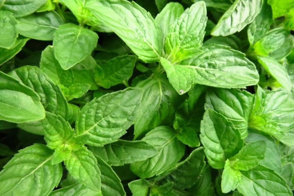 freepik.com/wirestock