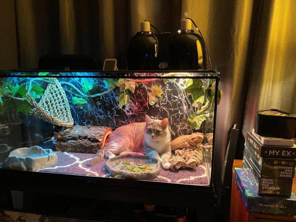 Twitter.com/Catshouldnt