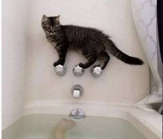 Twitter.com/Catshouldnt