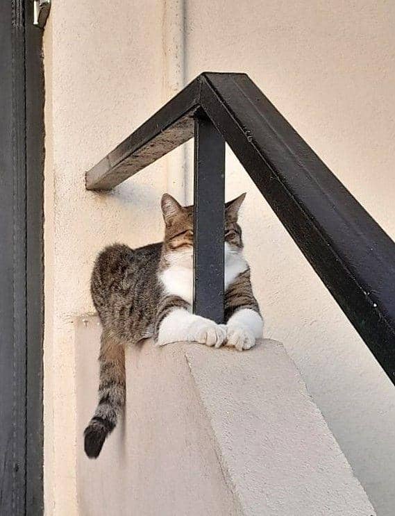 Twitter.com/Catshouldnt