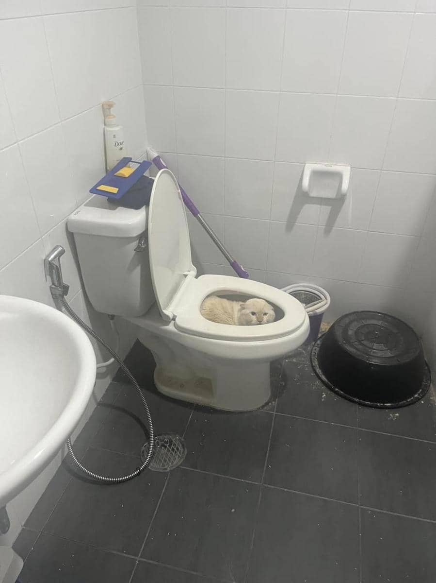 Twitter.com/Catshouldnt