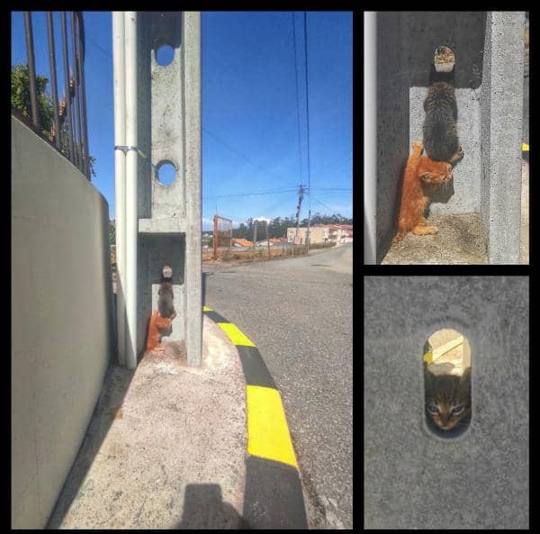 Twitter.com/Catshouldnt