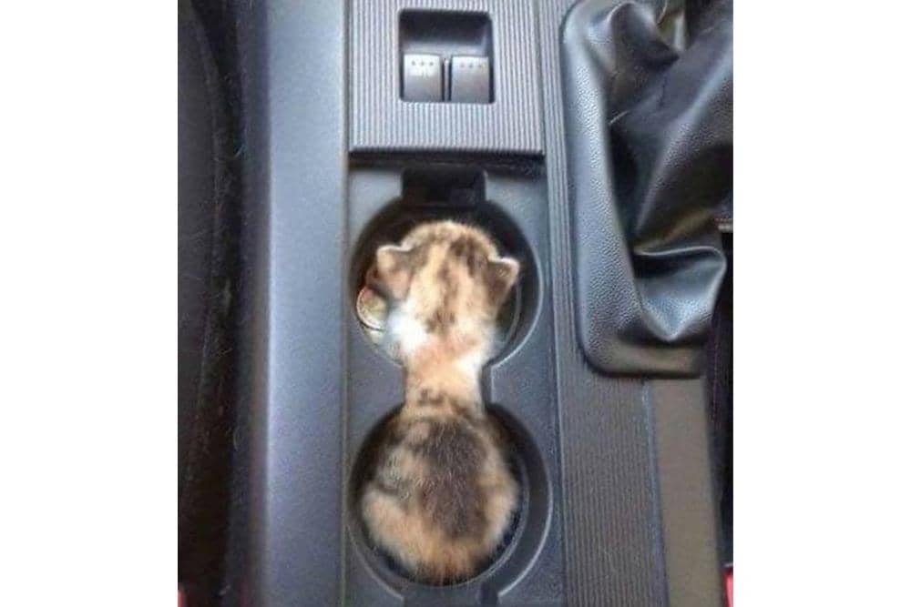 Twitter.com/Catshouldnt