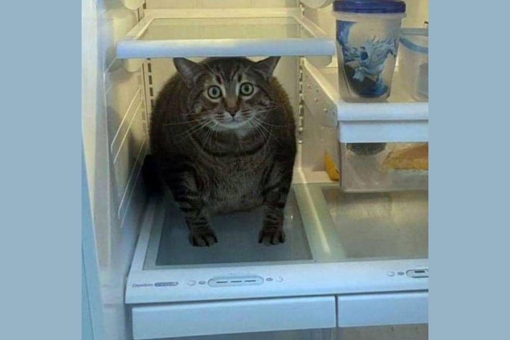 Twitter.com/Catshouldnt