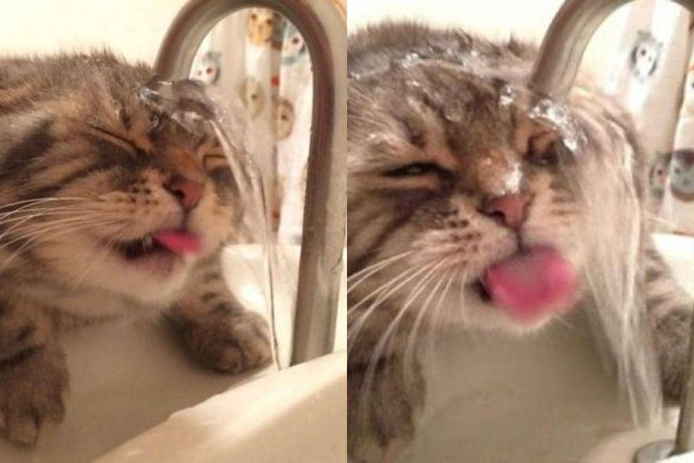 Twitter.com/Catshouldnt