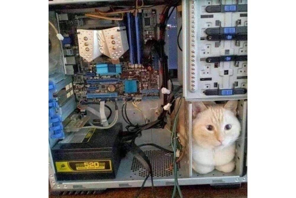 Twitter.com/Catshouldnt